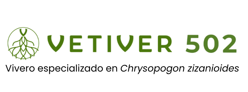 Vetiver 502 — Vivero especializado en Chrysopogon zizanioides