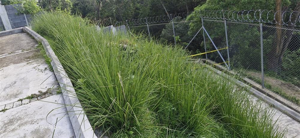 Talud en zona de urbanización estabilizado con vetiver