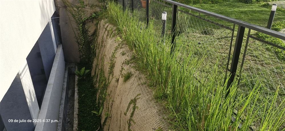 Vetiver establecido con bajo mantenimiento