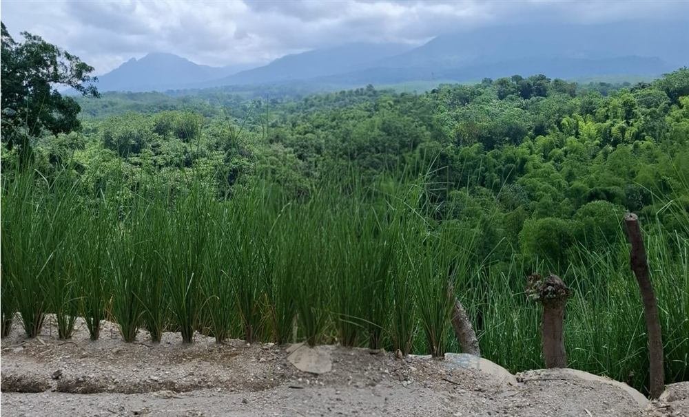 Vetiver creciendo de forma controlada, sin invadir