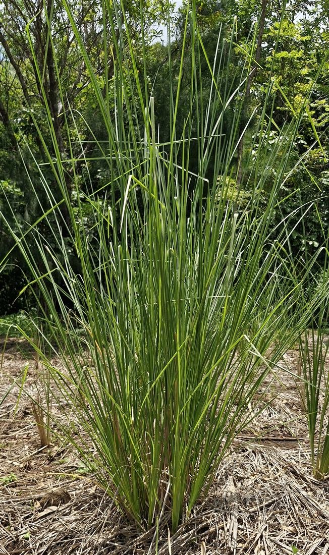 Vetiver adulto establecido