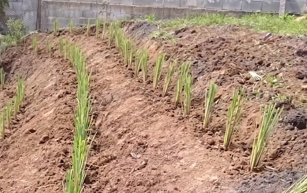 Vetiver en suelo ácido