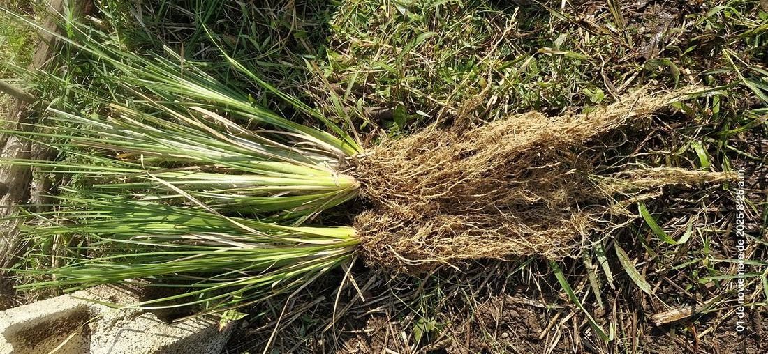 Raíces largas de vetiver